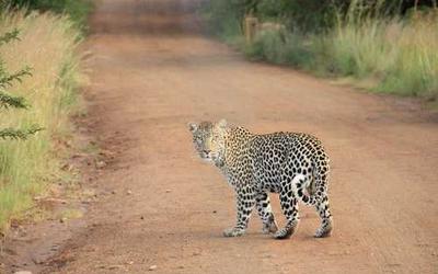 Florianópolis skyline