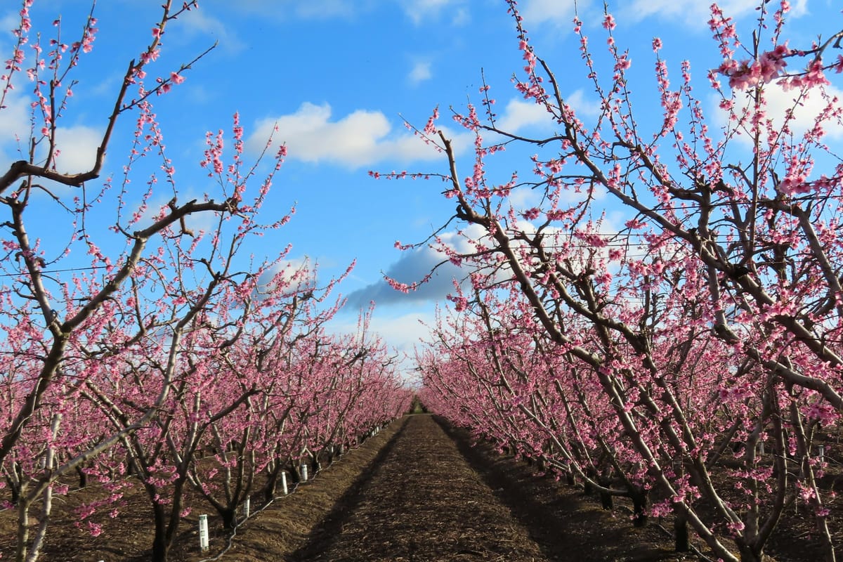 Fresno, United States