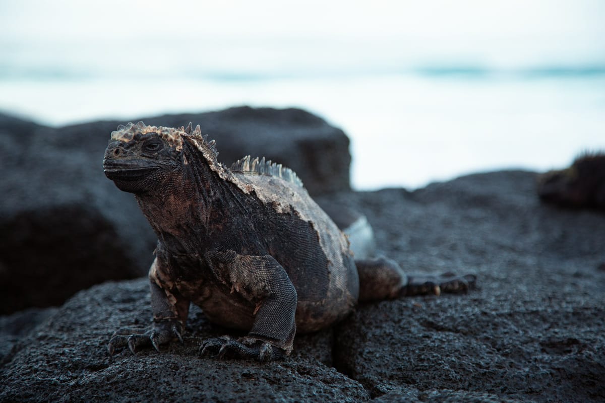 Galápagos Islands, Ecuador