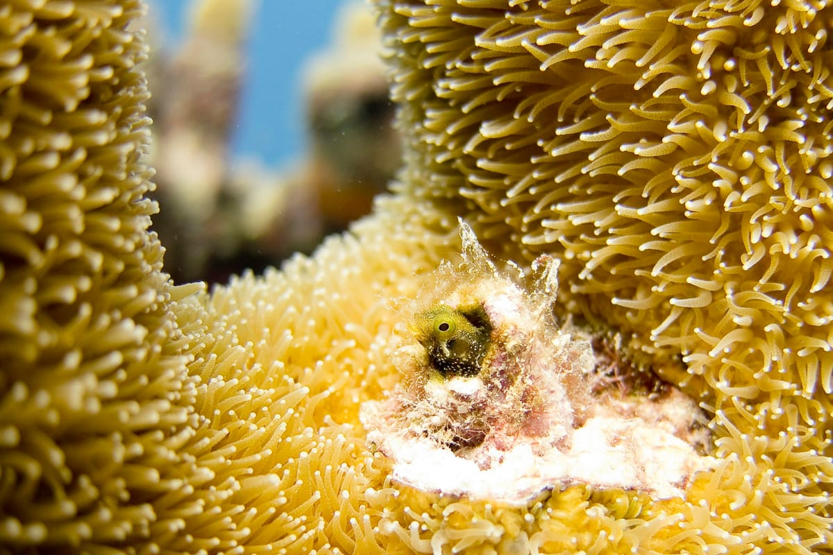 Kralendijk, Caribbean Netherlands
