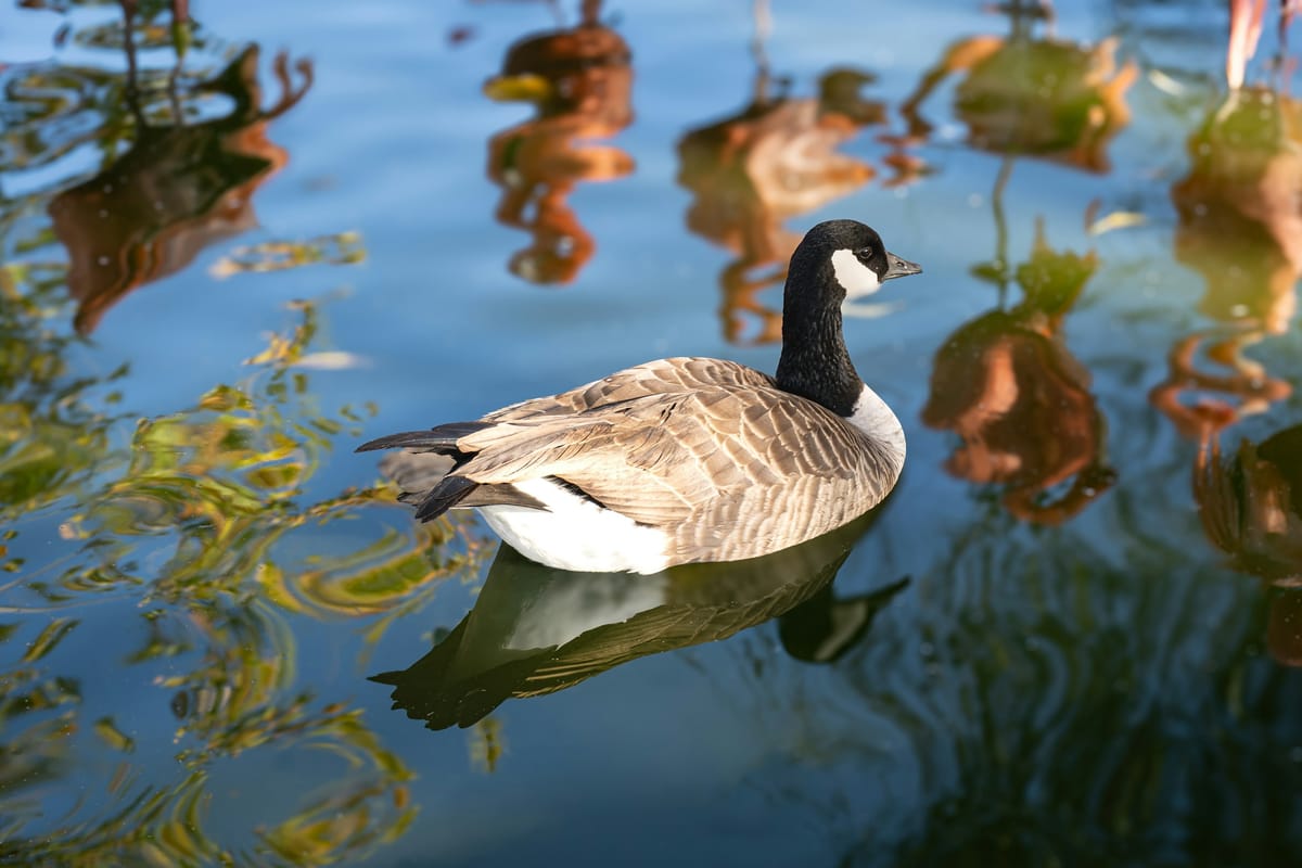 Santa Rosa, United States